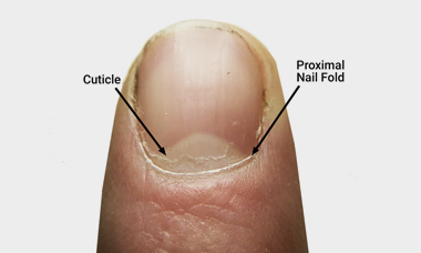 The Cuticle – Should You Clip, Push, or Scrape?