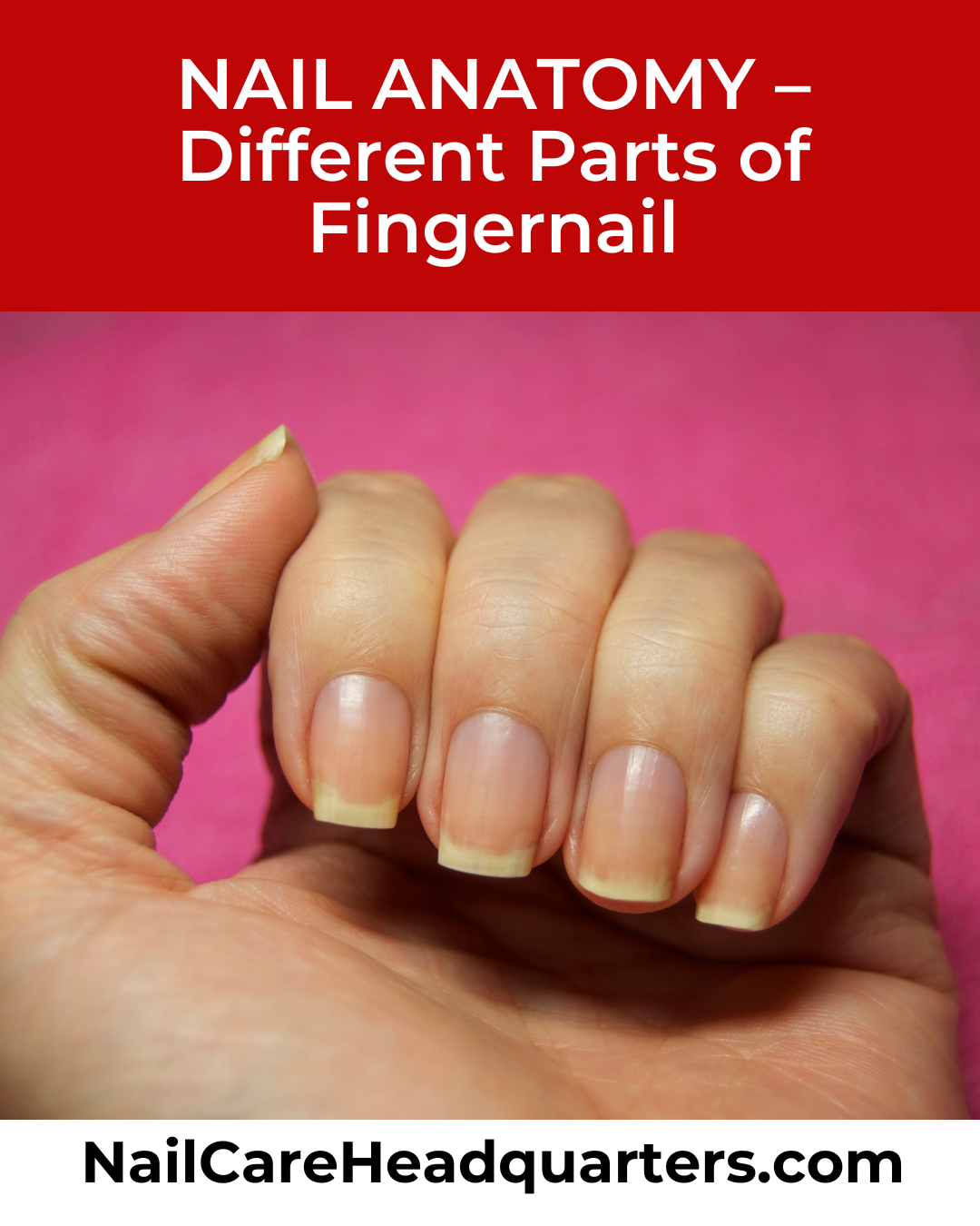 NAIL ANATOMY – Different Parts of Fingernail
